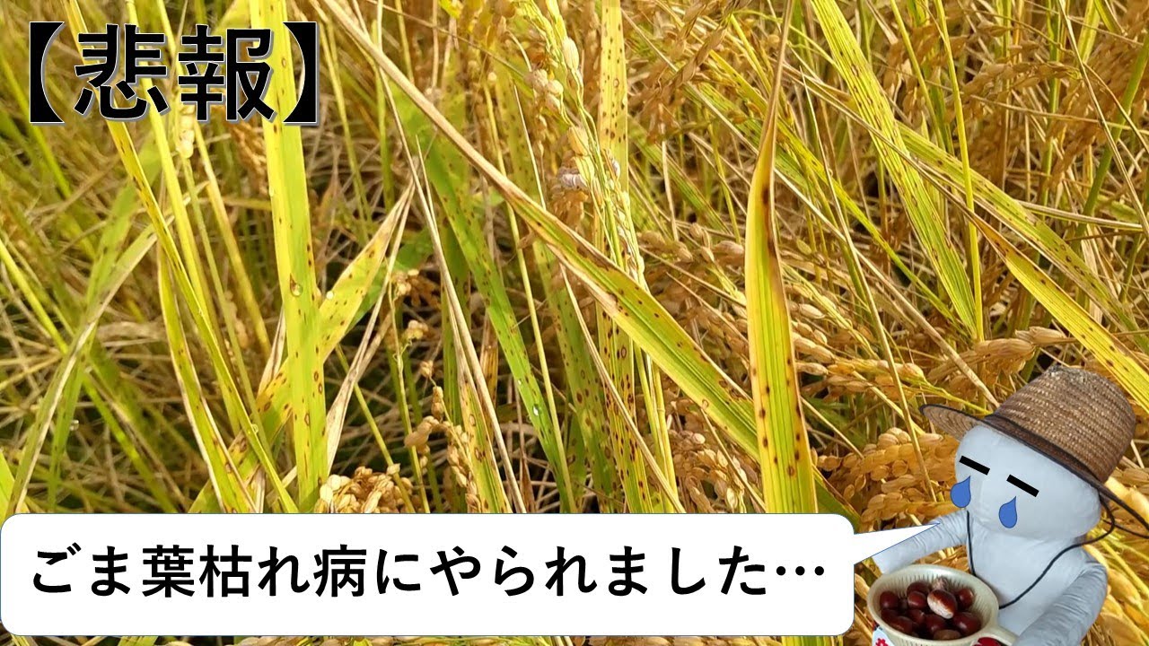 ごま 葉 枯 病