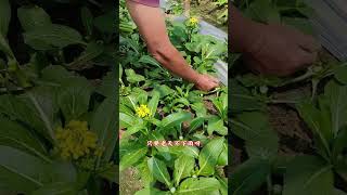 Unbelievable! How to Plant a Beet Heart - Easy Agri Tips BeetLove GardeningHacks