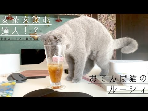 一瞬の隙をついて麦茶を飲む猫【シャルトリュー】