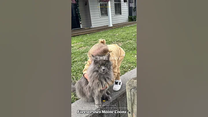 Video 10804001: mainecoon kitten catlover cats, mainecoon kitten catlover cute, mainecoon cat kitten funny, beautiful mainecoon cat, fun mainecoon