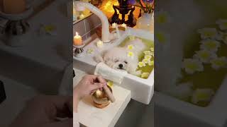 The Luxurious Pet Spa Treatment
