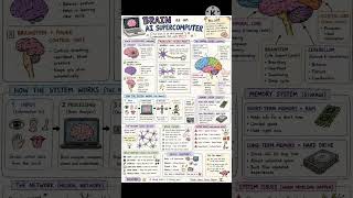 Brain AI Super computer #biology #brain #education
