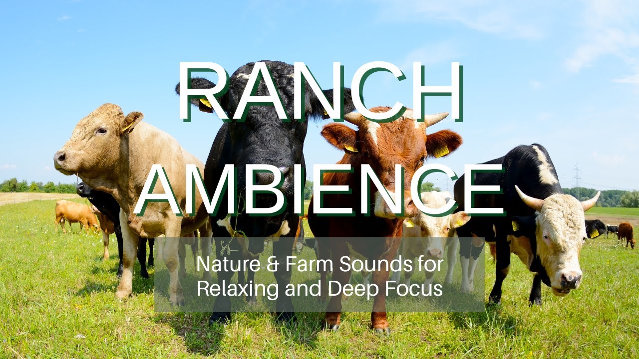 Cow Videos | Cow Cute | Cow Funny Videos