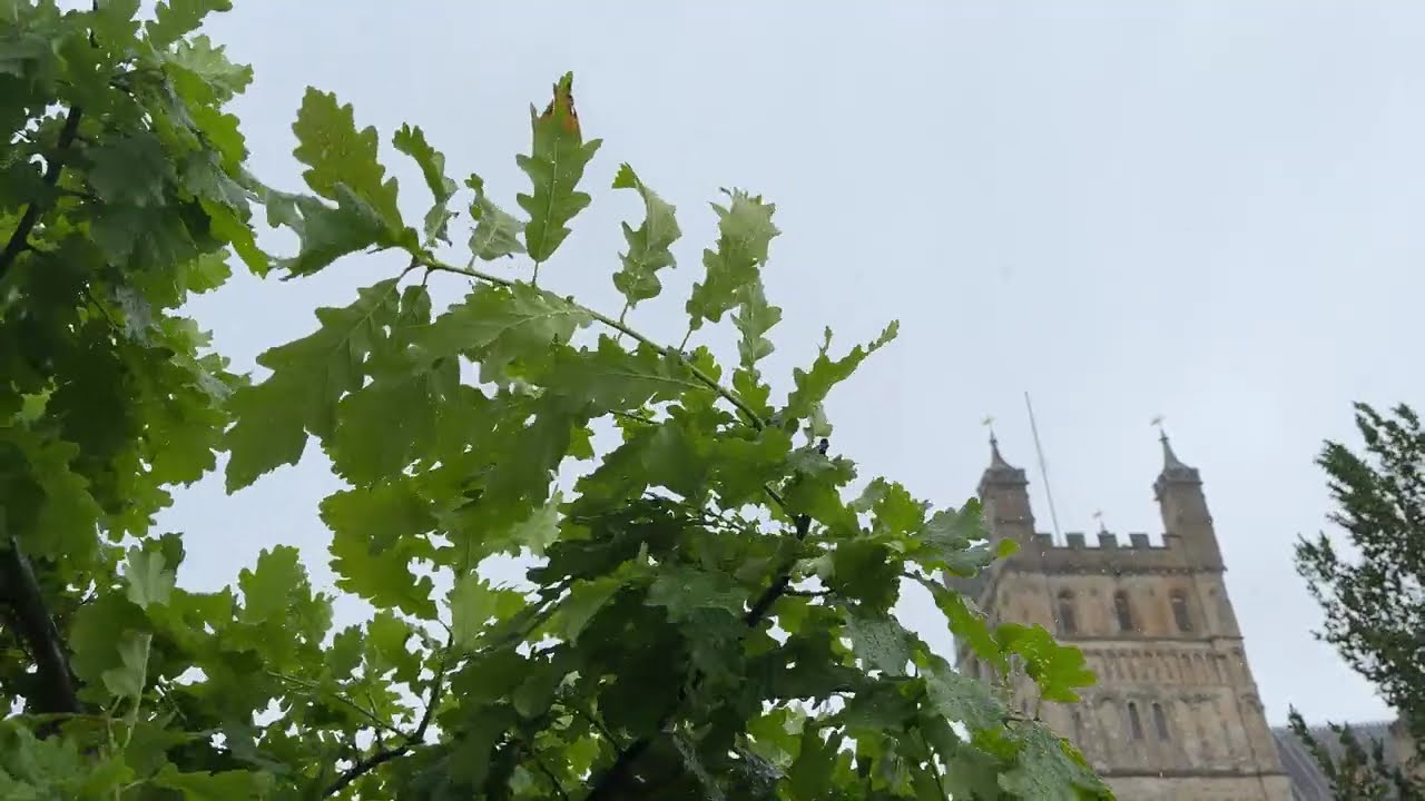 Sessile oak - leaves - May 2024