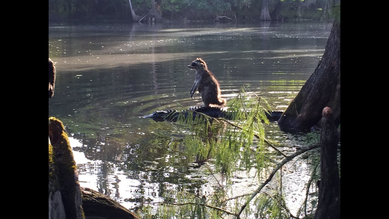 Rik Bakker and the Raccoon .North American Indigenous Flute. YouTube