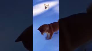 Ilk Kez Kar Gören Köpek Ve Tepkisi