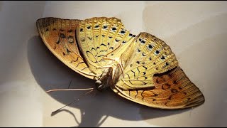 What do butterflies eat? Butterfly What Do They Eat