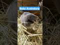 Update 4 on baby chick moved to new cage
