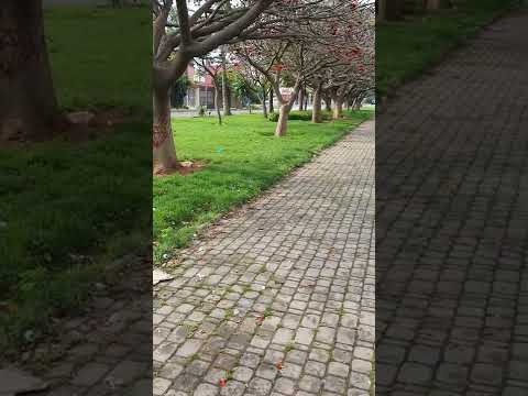 تيط مليل البيضاء