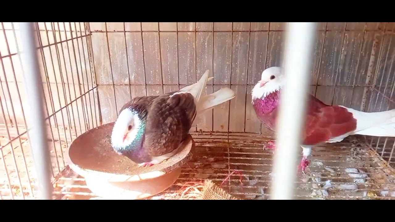 অনেক দিন পর লফ্টের অপডেড দিলাম, আলহামদুলিল্লাহ সব কবুতর সুস্থ আছে। আমার সব হোমিও ঔষধ কাজ করছে।