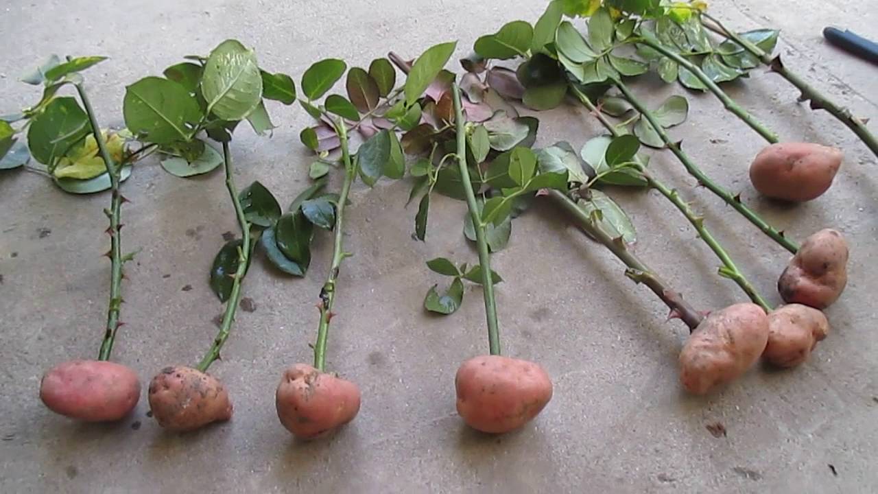 Выращивание роз в картофеле: посадка и укоренение черенками. Как вырастить розы из букета дома осенью? Нюансы черенкования