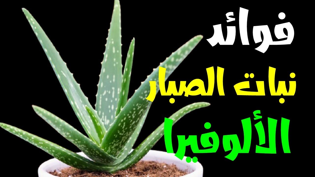 كيفية استخلاص واستخدام الصبار من النبات