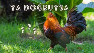 Başı Kesilen Tavuklar Gerçekten Yaşar Mı? Bilimin Şaşırtıcı Cevabı