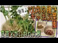 ＃5 簡単！100均の種で育てるキッチン菜園【かいわれ大根と豆苗】