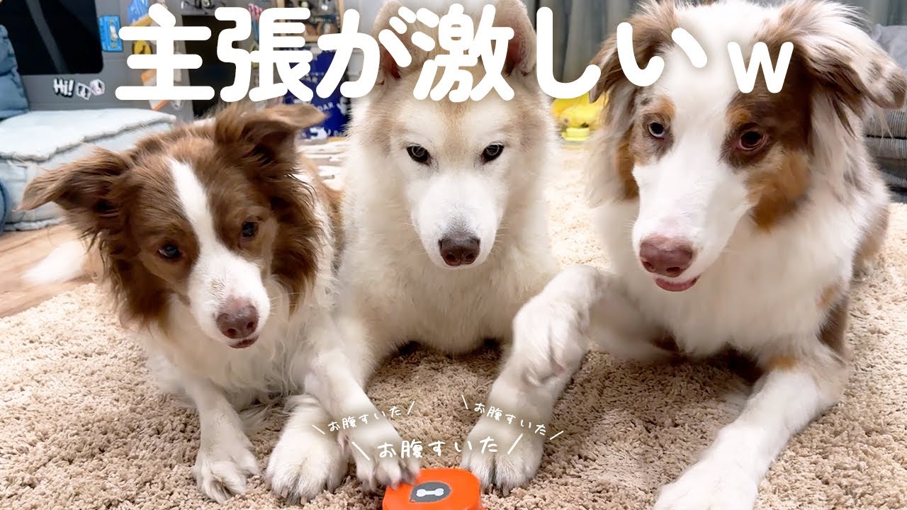 大きい犬達の会話ボタンの取り合いが可愛すぎた😂ｗ【ボーダーコリー・オーストラリアンシェパード・シベリアンハスキー】