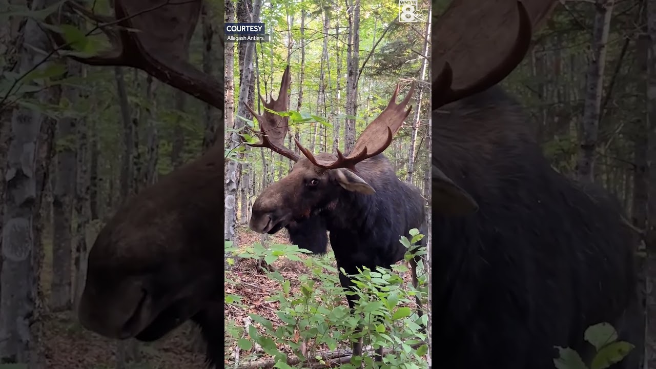 Moose charges at man in Maine
