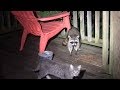 Raccoon Eating The Cat&#39;s Food