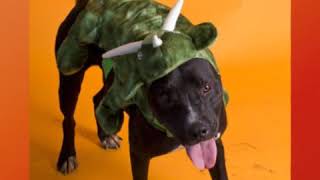 Meet Sid A Terrier Staffordshire Bull Currently Available For Adoption 2152019 20100 Pm