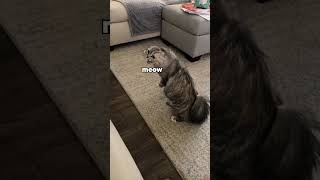 Cat gets cloned
