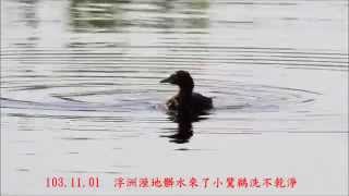 103 11 01 浮洲溼地小鷿鵜洗不乾淨