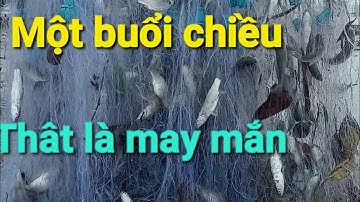 một buổi chiều thả lưới cá đối của hai anh em và cái kết