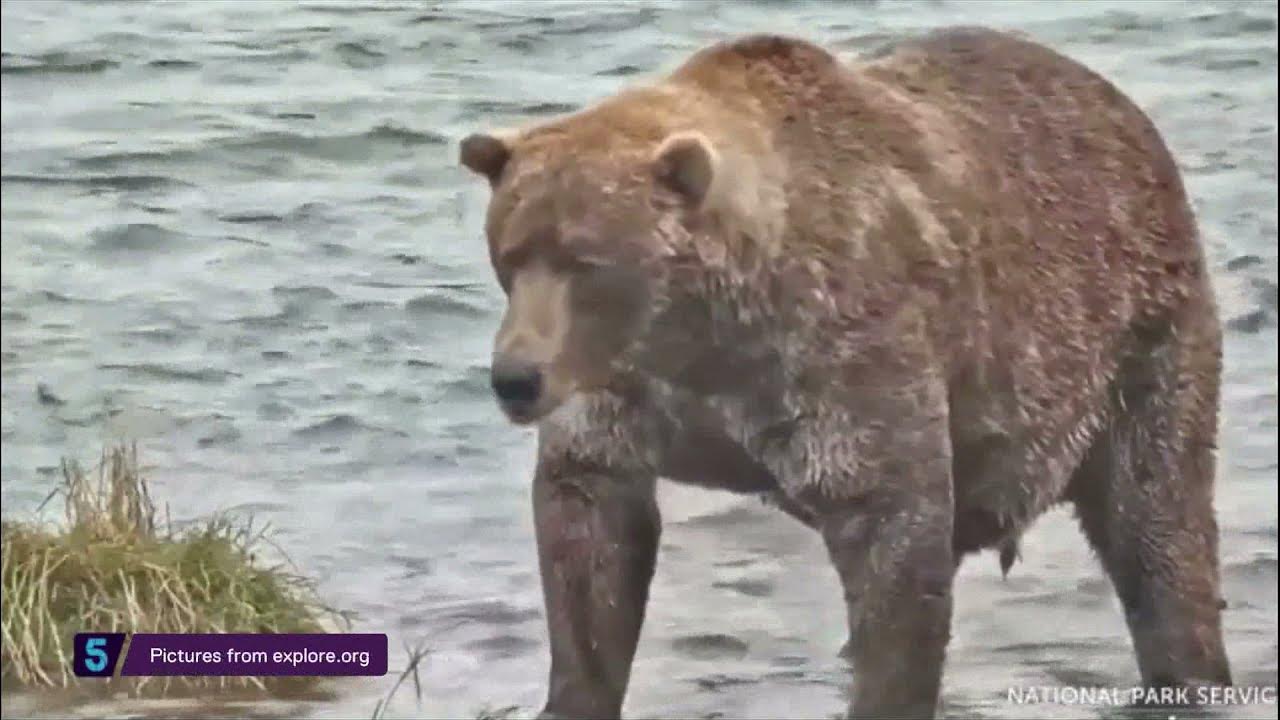 Fat Bear Contest 480 lb Otis takes the title for the fourth time 5 News YouTube