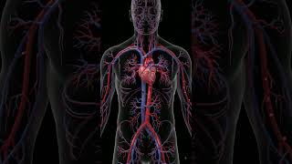Human Heart & Circulatory System | 3D #healtheducation #hearthealth #healthiswealth