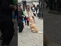 dog love treats #goviral