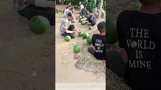 Passing Ripe Melons: Synchronized Rural Teamwork for Rapid Watermelon Unloading