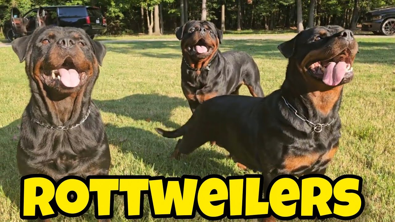 Shrytri Rottweilers ZTR ROTTWEILERS - YouTube