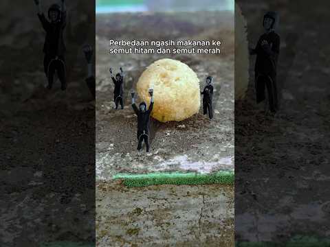 Perbedaan semut hitam dan semut merah part 2 😹 #meme #capcut #suryo  #kocak #shorts thumbnail