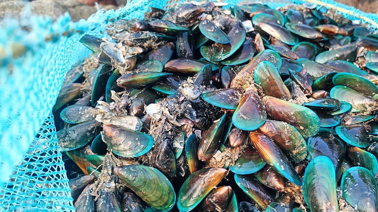 കല്ലുമക്കായ സ്പെഷ്യൽ സുപ്രഭാതം 🫣