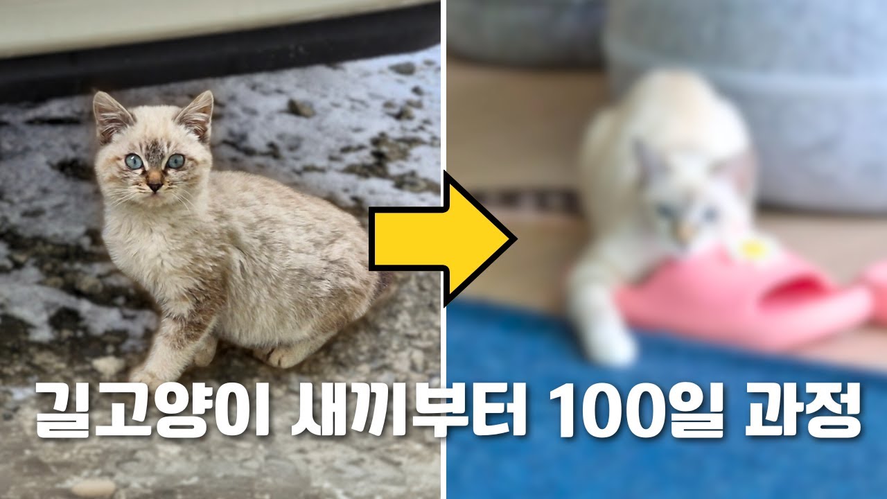 길냥이의 집 적응기 시리즈 몰아보기 완결편🔥 아기때부터 변화과정🧡