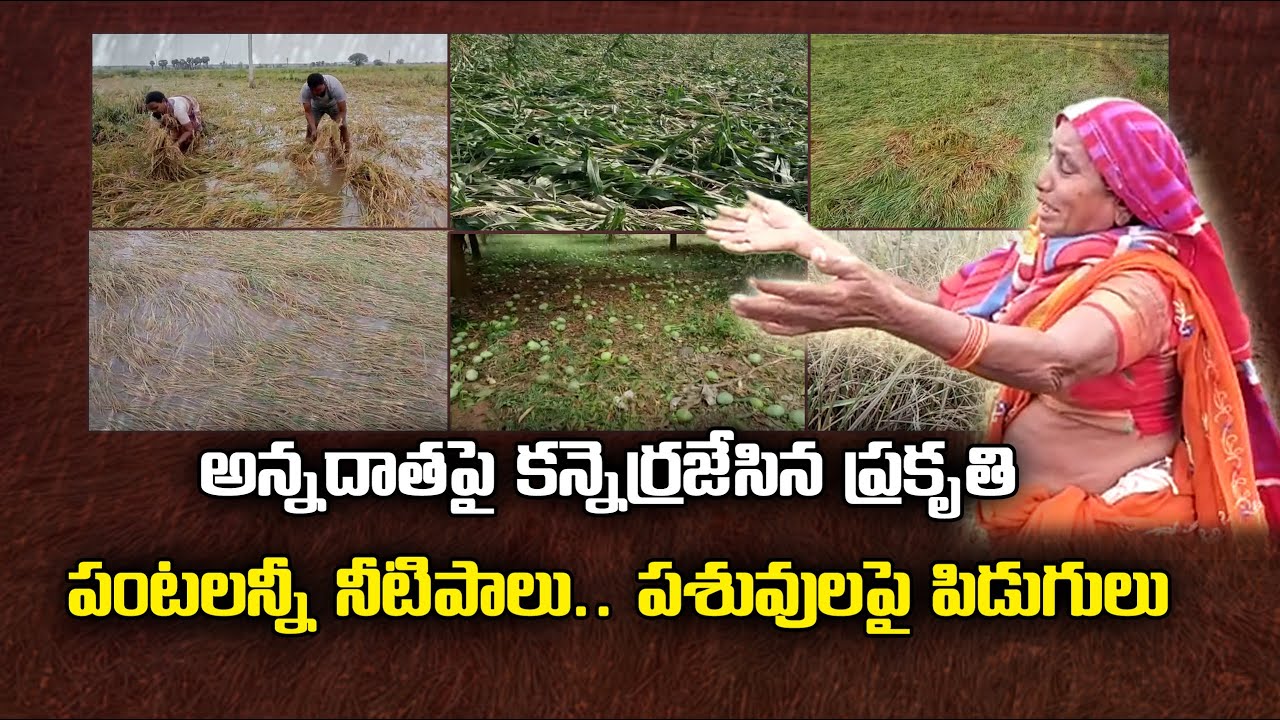 Hailstorm Devastation Continues in Telangana | Huge Loss To Farmers ...
