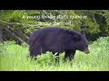 Black and brown bear meeting at breeds 