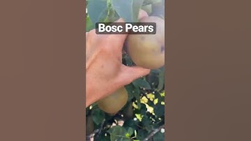 Bosc Pears