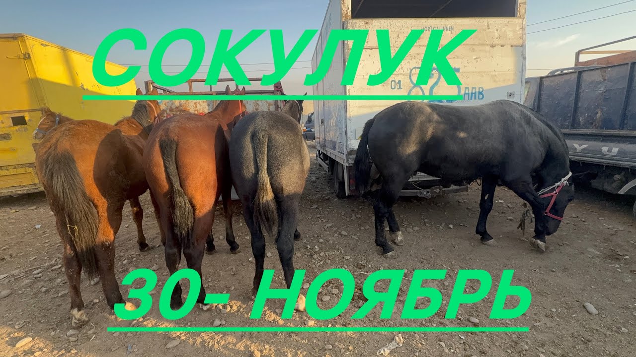Жылкы базар тай кунан кулундар сокулук мал базары
