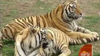 Hairy High Wire Walk Profile