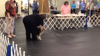 Trail Creek DTC UKC Conformation