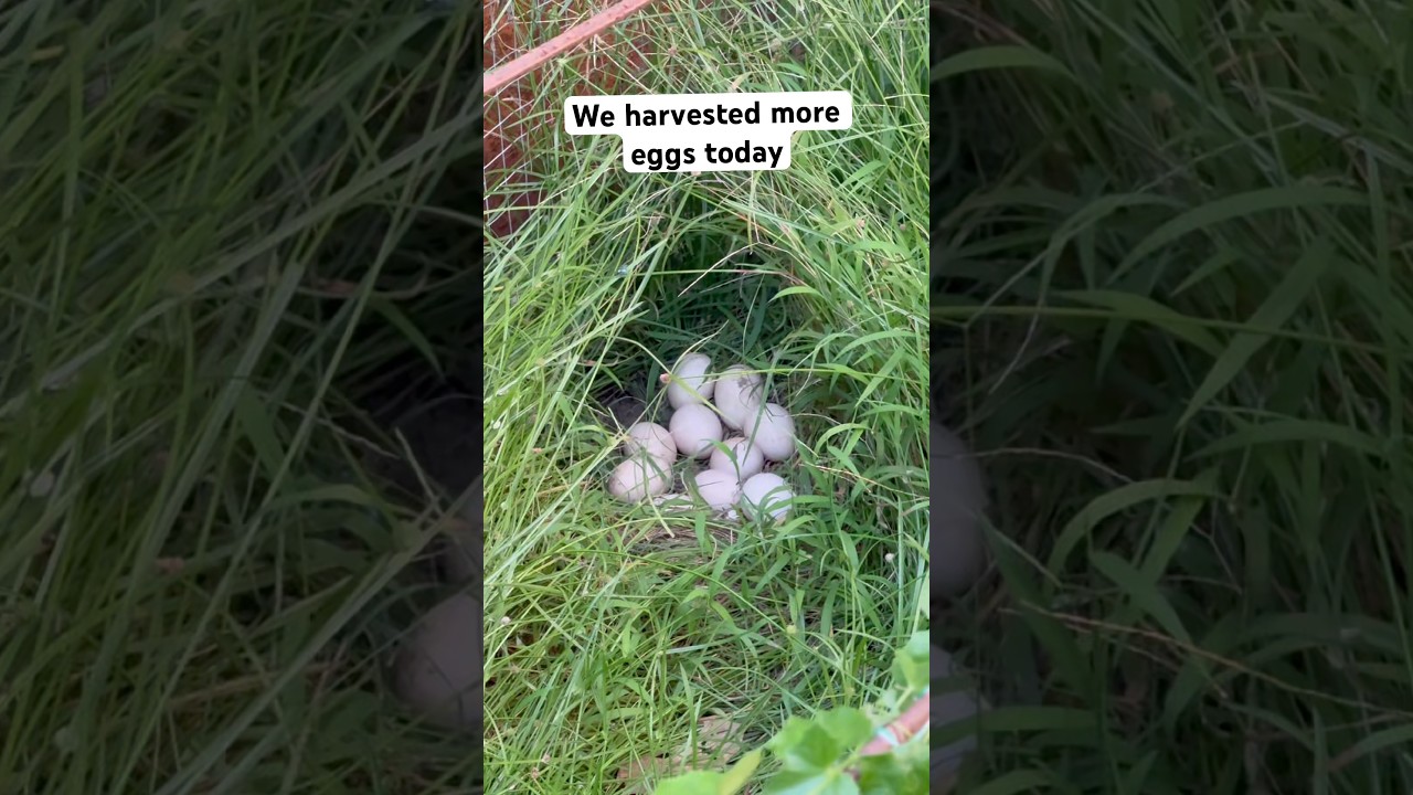 We harvested more Eggs today #shortvideo #viralvideo #video #highlights #shorts #viral