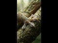 Gecko Toe Pad Micro Suction