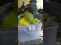 Burung #6