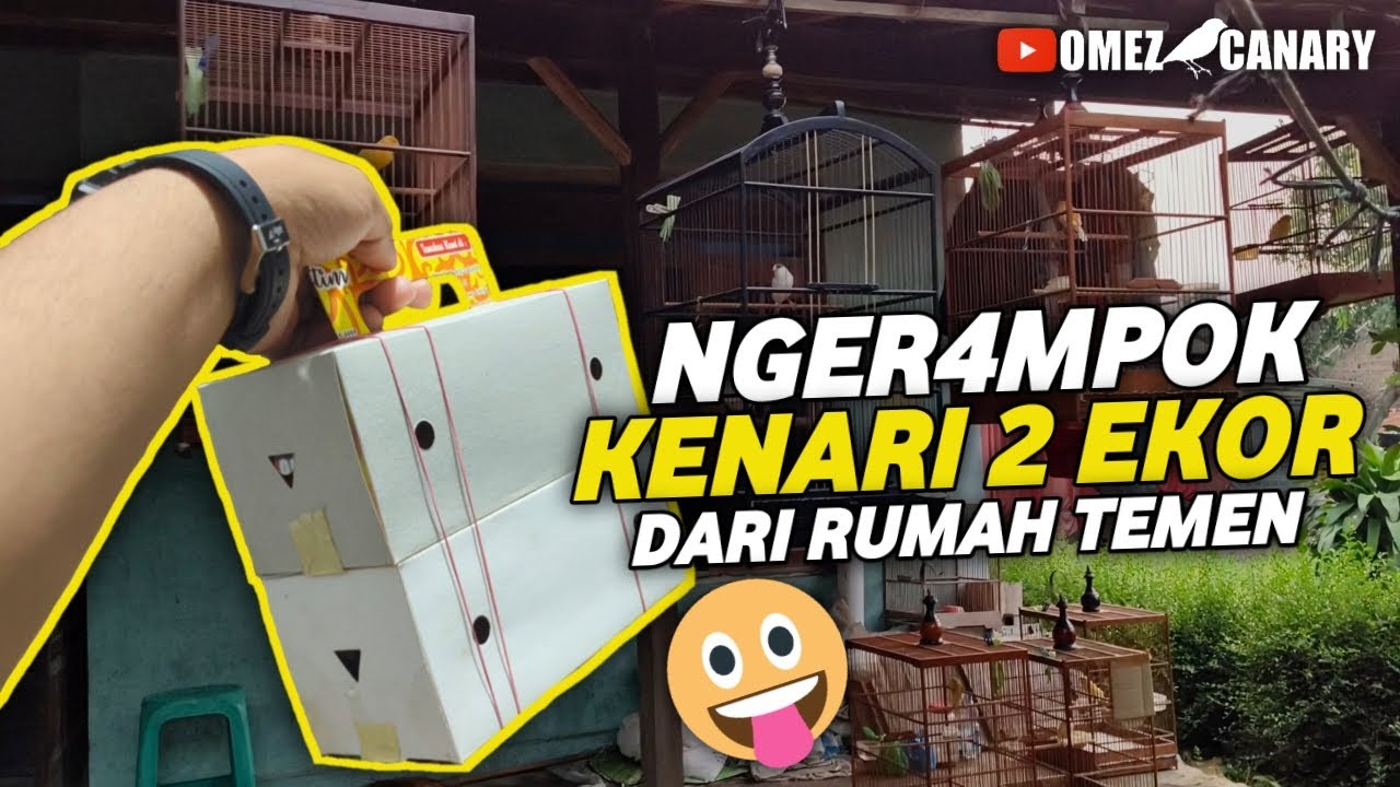 KETEMU KENARI BAGUS JGN SAMPE LEPAS‼️KAPAN LAGI DAPET MURAH GINI HEHE