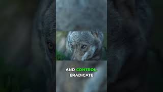 Mastering nonverbal cues for ultimate respect!