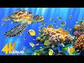 [NEW] 11H Stunning 4K Underwater Wonders - Relaxing Music | Coral Reefs, Fish &amp; Colorful Sea Life