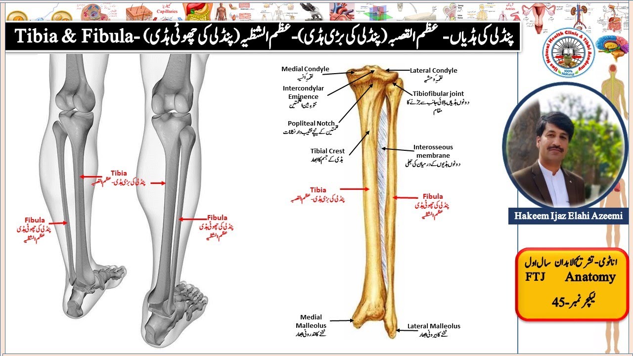 Anatomy of Tibia & Fibula/Tibia/Fibula/Pindli ki Hadian/Anatomy Lec 45 ...