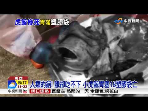 人類的錯! 餓卻吃不下 小虎鯨胃塞18塑膠袋亡│中視新聞 20180310