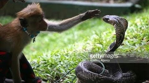 Amazing Capuchin Monkey Save Mouse When Snake Swallow .by..X...music