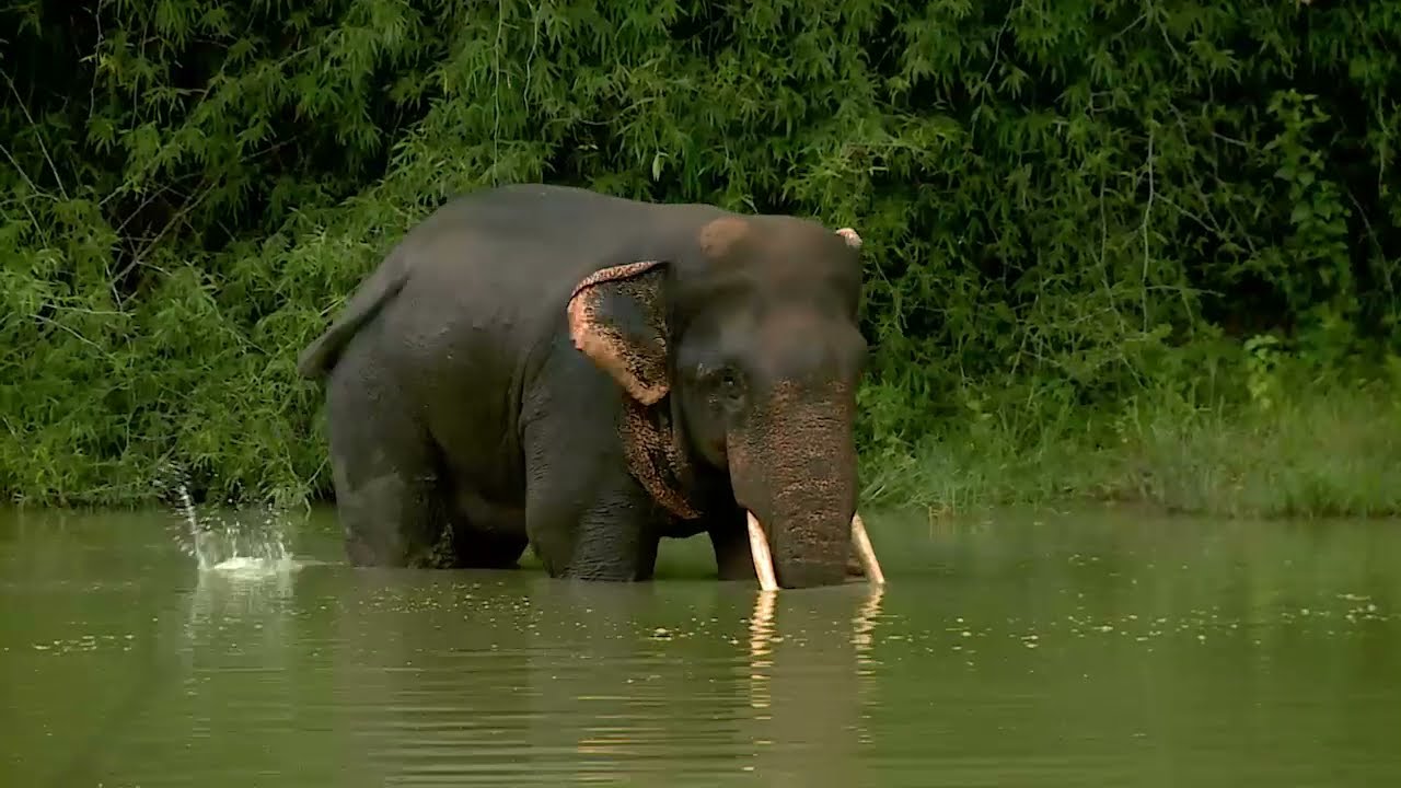 Explore Satkosia Nature Camp | Ecotour Odisha Adventure & Wildlife