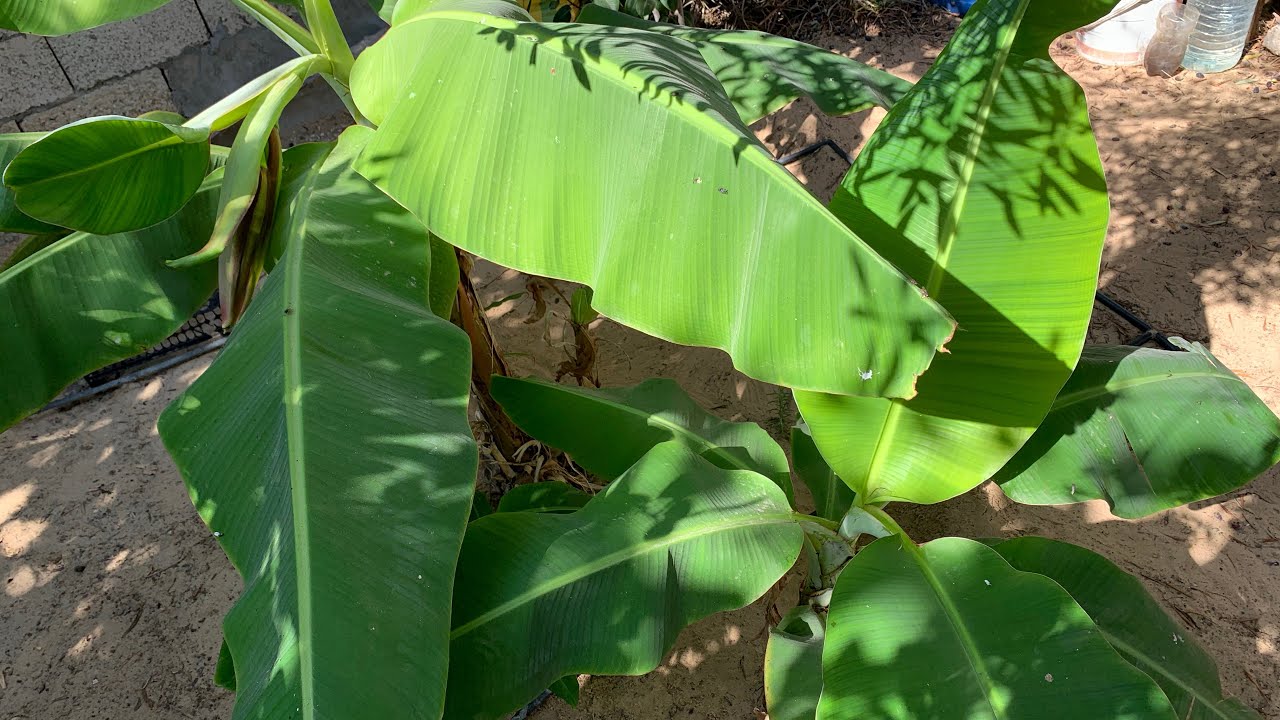 سر نجاح زراعة الموز في المنزل ، How to planting  bananas 🍌